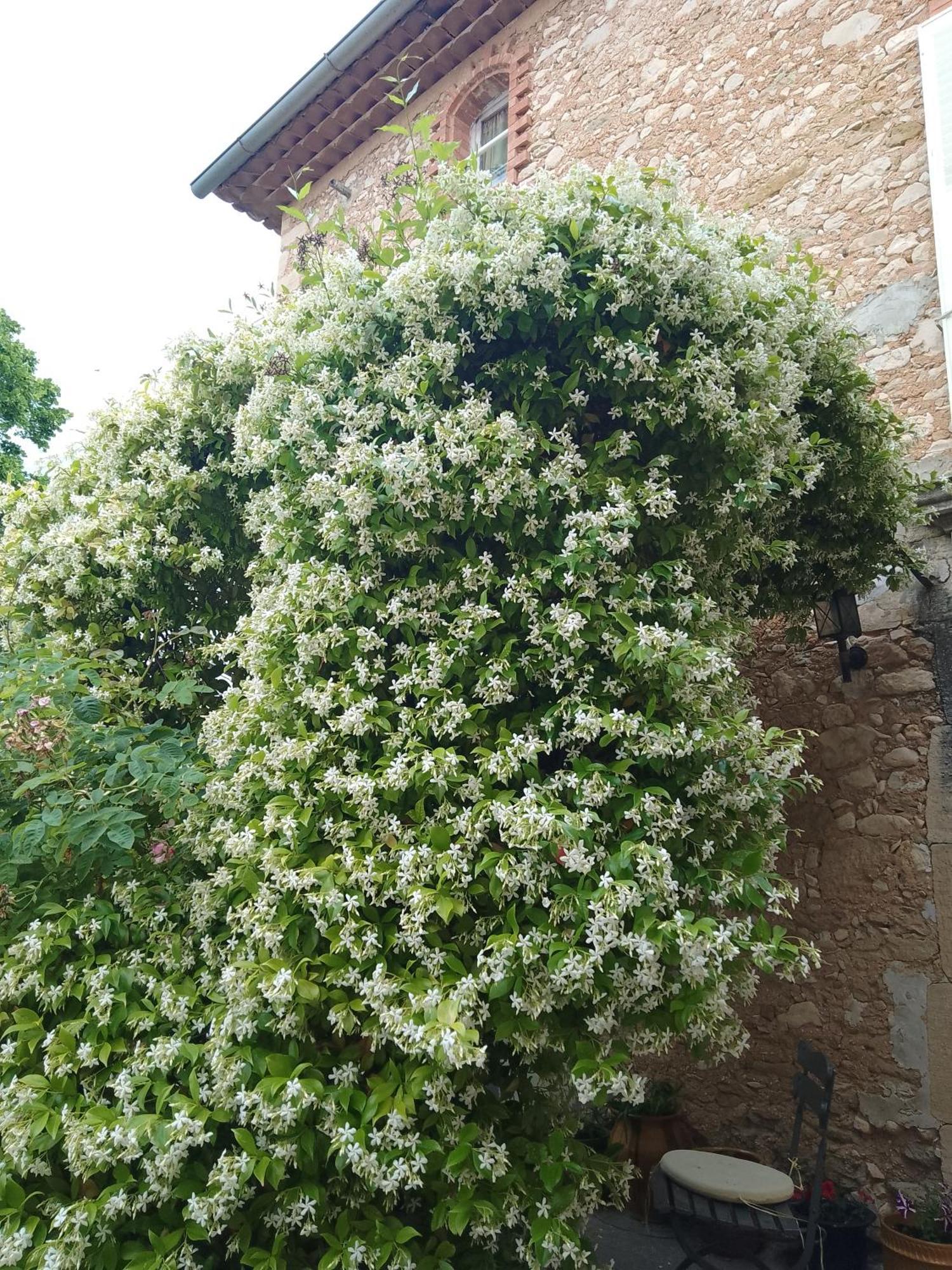 בדואן Les Gites Du Mont Ventoux מראה חיצוני תמונה