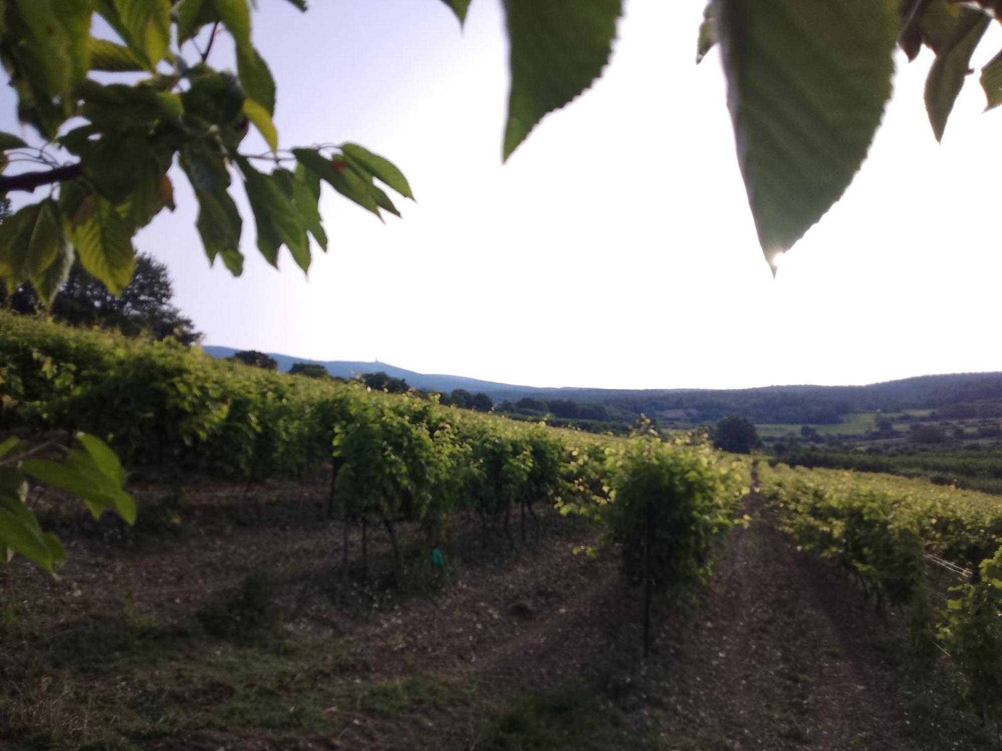 בדואן Les Gites Du Mont Ventoux מראה חיצוני תמונה