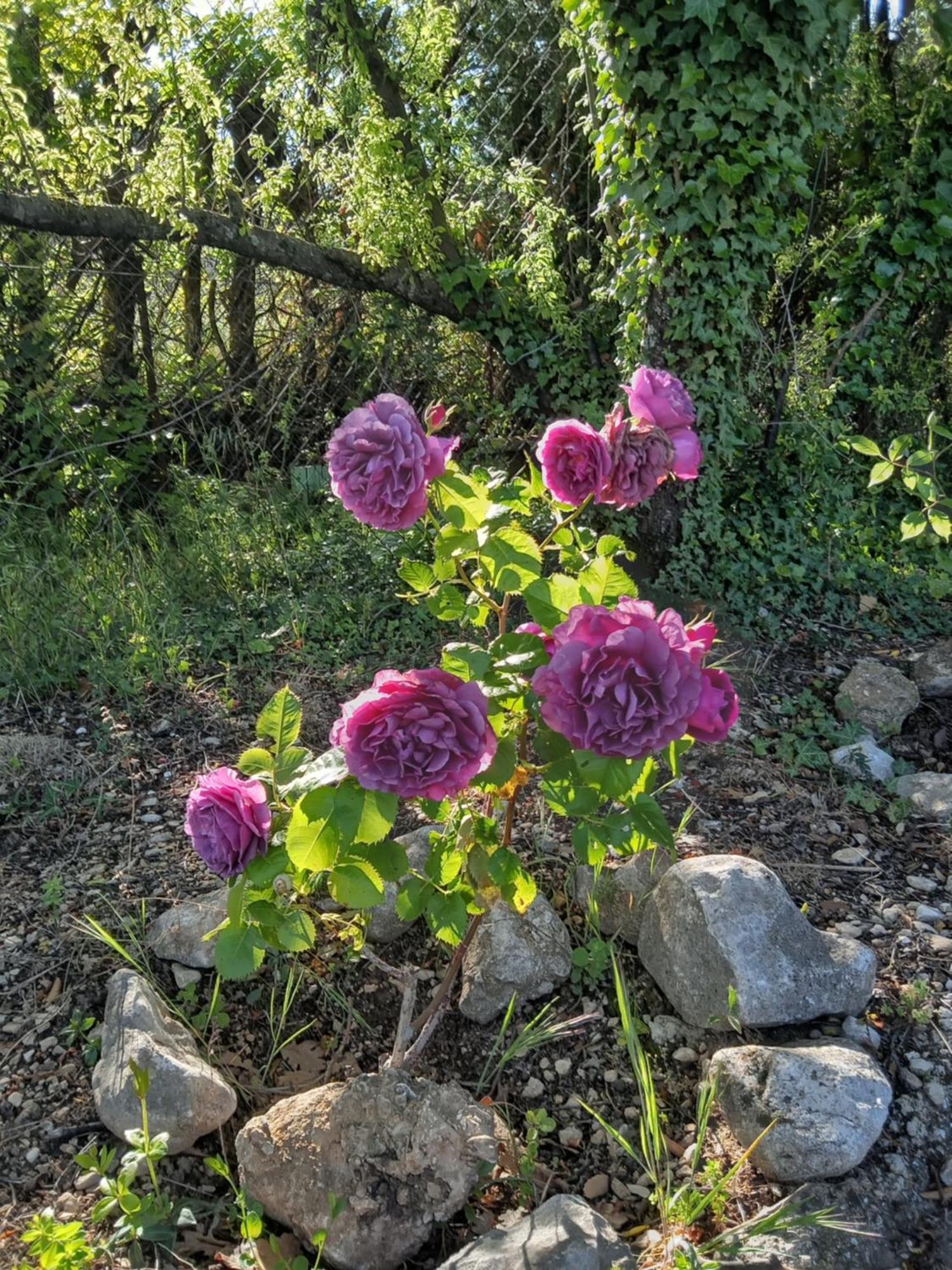 בדואן Les Gites Du Mont Ventoux מראה חיצוני תמונה
